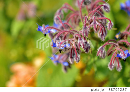 長井海の手公園ソレイユの丘春の花壇 長井海の手公園ソレイユの丘春の花壇 88795287