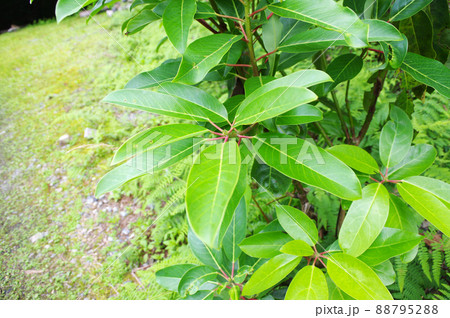 苔道に新緑のユズリハ 苔道に新緑のユズリハ 88795288