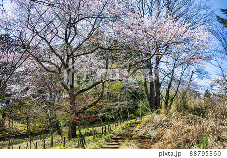東京都　高尾山　一丁平の千本桜 88795360
