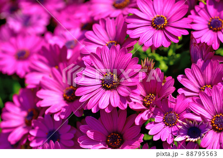 長井海の手公園ソレイユの丘春の花壇 88795563