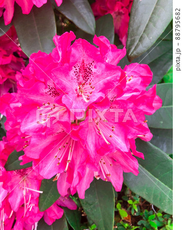 東京赤坂・東京ガーデンテラス紀尾井町に咲くつつじ 東京赤坂・東京ガーデンテラス紀尾井町に咲くつつじ 88795682