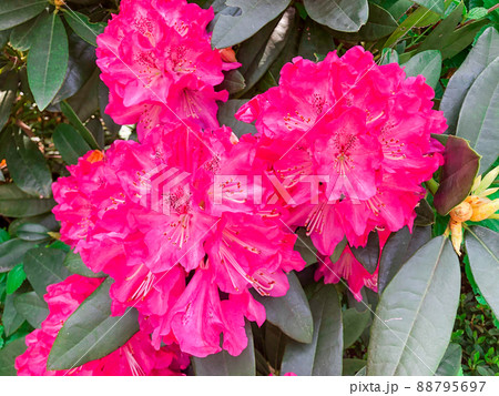 東京赤坂・東京ガーデンテラス紀尾井町に咲くつつじ 東京赤坂・東京ガーデンテラス紀尾井町に咲くつつじ 88795697