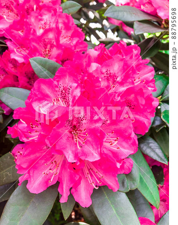 東京赤坂・東京ガーデンテラス紀尾井町に咲くつつじ 東京赤坂・東京ガーデンテラス紀尾井町に咲くつつじ 88795698