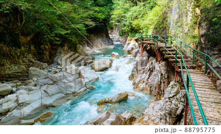 柿其渓谷（夏） 88795775