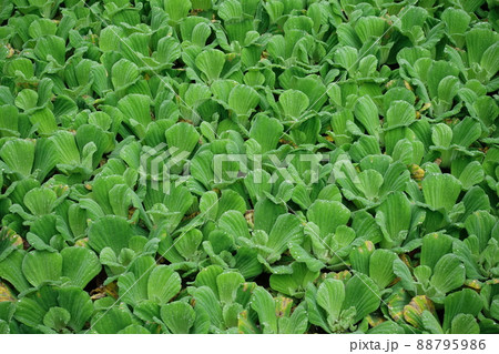 浮き草 アオウキクサ 植物 88795986
