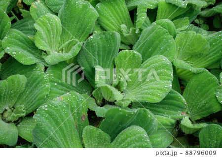 浮き草 アオウキクサ 植物 88796009