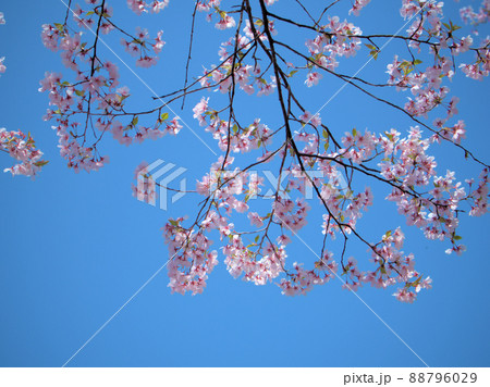 4月に咲いた越の彼岸桜(コシノヒガンザクラ) 4月に咲いた越の彼岸桜(コシノヒガンザクラ) 88796029