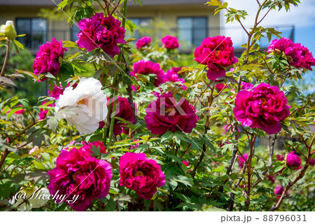 大師駅前周辺 88796031