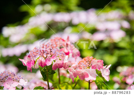 神戸市 山間部に位置する植物園 布引ハーブ園 の写真素材 7962