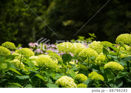 《神戸市》山間部に位置する植物園 布引ハーブ園/ 《神戸市》山間部に位置する植物園 布引ハーブ園/ 88796285