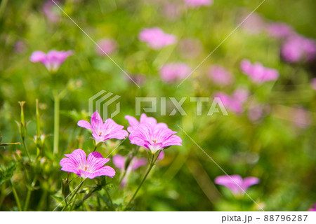 《神戸市》山間部に位置する植物園 布引ハーブ園/ 88796287