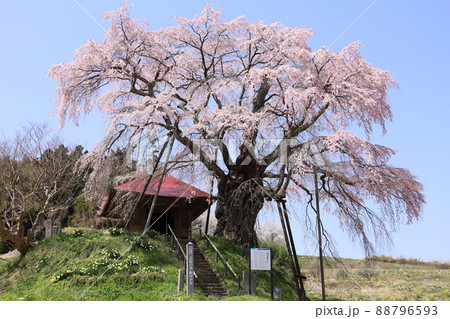 上石の不動桜（ベニシダレザクラ）咲く日本の春 88796593