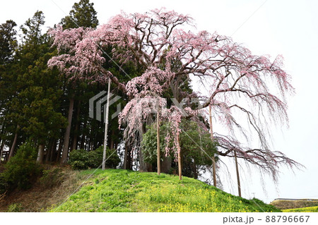 八分咲きの合戦場の枝垂れ桜 88796667