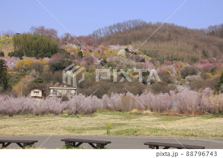 福島　花見山の景色10 88796743