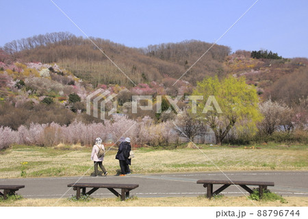福島 花見山の景色10 福島 花見山の景色10 88796744