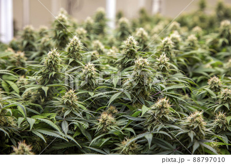 Cannabis marijuanna in scientific research labs to create natural herbal medicines Cannabis marijuanna in scientific research labs to create natural herbal medicines 88797010