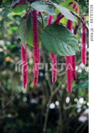 ベニヒモノキ 88797036
