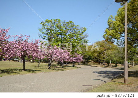 シロトピア公園の春 シロトピア公園の春 88797121
