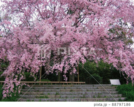 京都　半木の道の桜 88797186