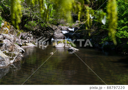 綺麗な川と緑の樹木 綺麗な川と緑の樹木 88797220