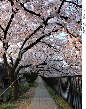 京都 天神川の桜並木 京都 天神川の桜並木 88797302