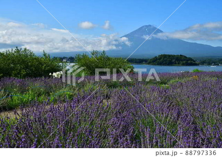 河口湖からラベンダーと富士山 88797336