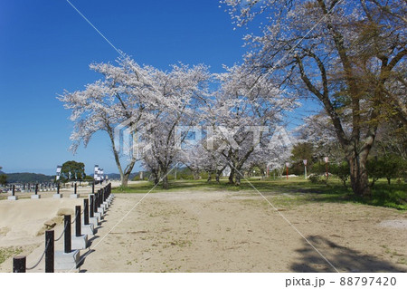 整備の済んだ春の月山富田城　千畳平 88797420