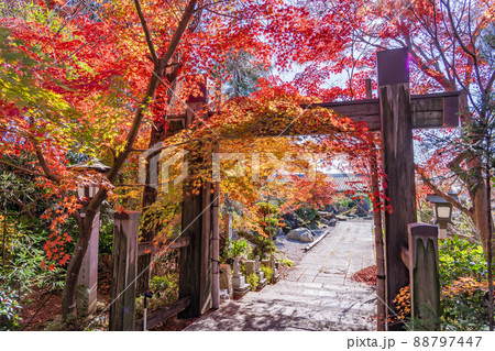三重県鈴鹿市 紅葉の美しい秋の石薬師寺の門 三重県鈴鹿市 紅葉の美しい秋の石薬師寺の門 88797447