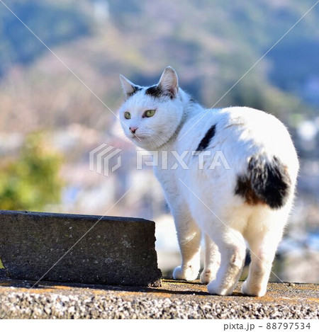 狼林（ROURIN）作　猫（ジャパニーズボブティル三毛）の水彩画 2008年 狼林（ROURIN）作 猫（ジャパニーズボブティル三毛）の水彩画 2008年