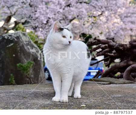 ジャパニーズボブテイル日本猫のお散歩 ジャパニーズボブテイル日本猫のお散歩 88797537