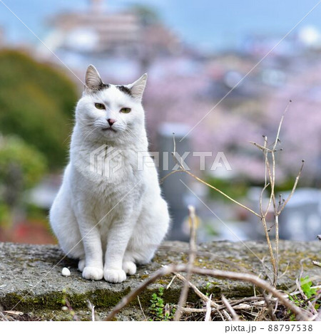ジャパニーズボブテイル日本猫のお散歩 ジャパニーズボブテイル日本猫のお散歩 88797538