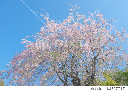 神奈川県ふれあいの森の枝垂桜【青空背景】 88797717