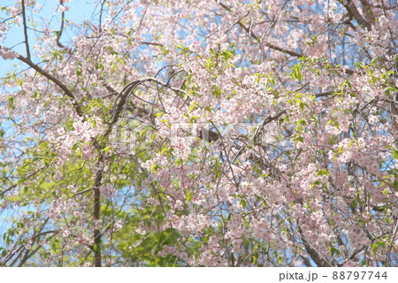 神奈川県ふれあいの森の枝垂桜 神奈川県ふれあいの森の枝垂桜 88797744