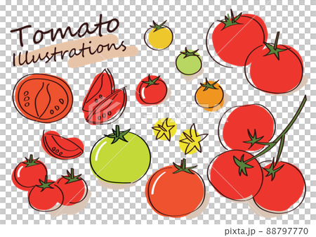 Fashionable hand-painted tomato illustration 88797770
