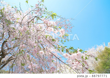 神奈川県ふれあいの森の枝垂桜【青空背景】 神奈川県ふれあいの森の枝垂桜【青空背景】 88797771