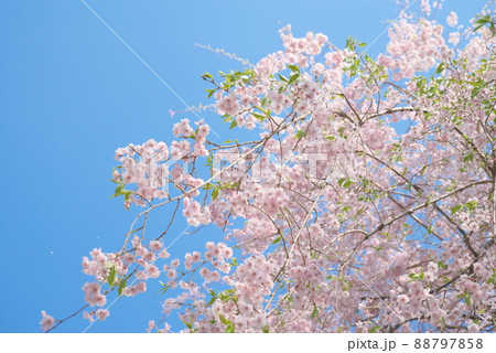 神奈川県ふれあいの森の枝垂桜【青空背景】 88797858