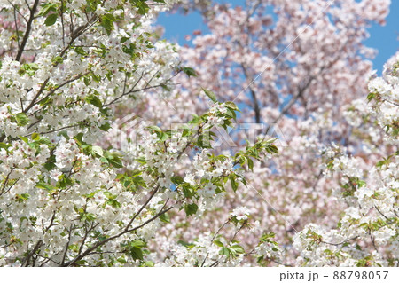 神奈川県ふれあいの森の大島桜【染井吉野背景】 88798057