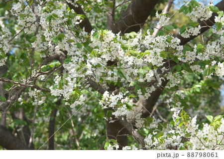 神奈川県ふれあいの森の大島桜 神奈川県ふれあいの森の大島桜 88798061