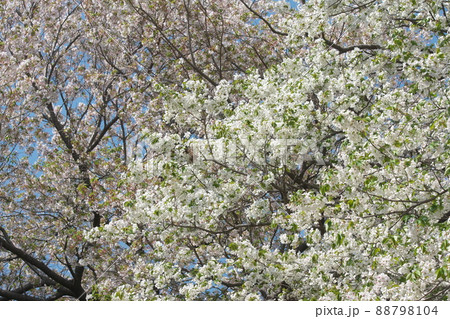神奈川県ふれあいの森の大島桜【染井吉野背景】 神奈川県ふれあいの森の大島桜【染井吉野背景】 88798104