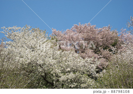 神奈川県ふれあいの森の大島桜【青空背景】 88798108