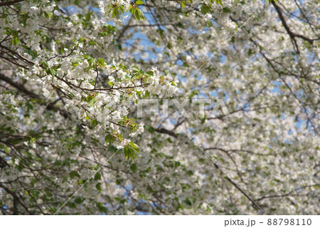 神奈川県ふれあいの森の大島桜 88798110