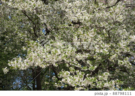 神奈川県ふれあいの森の大島桜 88798111