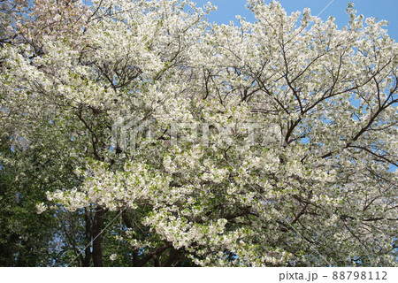 神奈川県ふれあいの森の大島桜 88798112