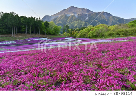 秩父市羊山公園の花咲く芝桜の丘と武甲山 88798114