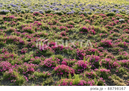 秩父市羊山公園の花咲く芝桜の丘 88798167