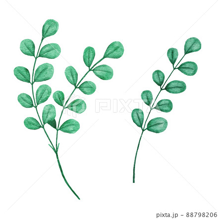Watercolor hand drawn illsutration of green leaves, rose leaf greenery, spring summer design for natural botanic concept print. Elegant plant branches with vibrant colors. 88798206