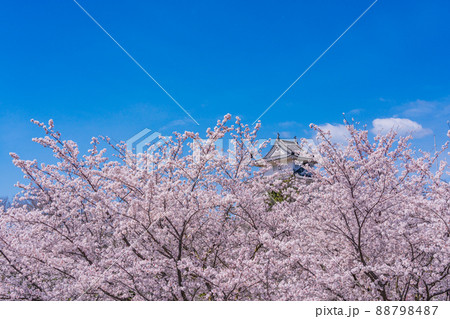 (香川県)桜咲く丸亀城 (香川県)桜咲く丸亀城 88798487