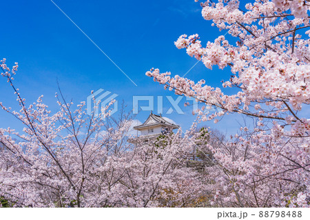 (香川県)桜咲く丸亀城 (香川県)桜咲く丸亀城 88798488