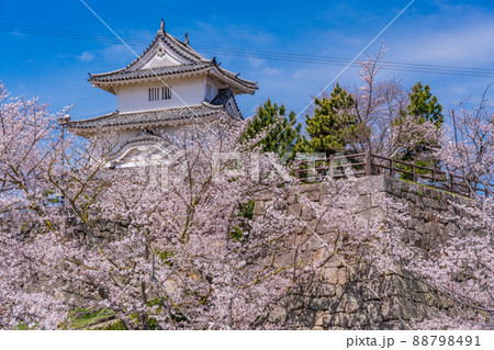 （香川県）桜咲く丸亀城 88798491