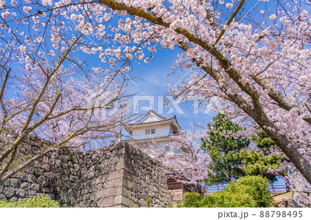 (香川県)桜咲く丸亀城 (香川県)桜咲く丸亀城 88798495